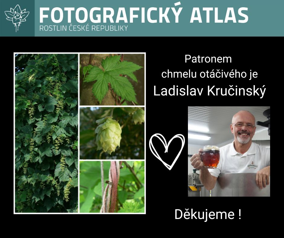 Patron: Ladislav Kručinský; autoři fotografií: chmel otáčivý – L. Šafářová, M. Dančák, D. Holubová, D. Holubová