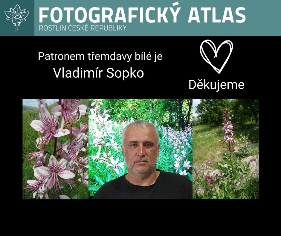 Patron: Vladimír Sopko; autoři fotografií (zleva): třemdava bílá – M. Chytrý, L. Ekrt