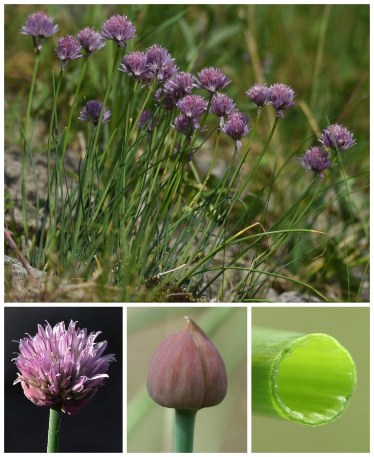 pažitka pobřežní – Allium schoenoprasum
