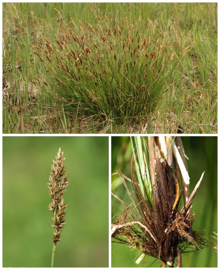 ostřice odchylná – Carex appropinquata
