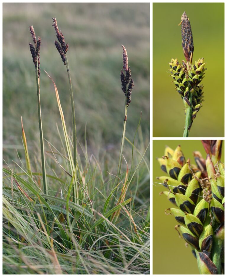 ostřice Bigelowova tuhá – Carex bigelowii subsp. dacica