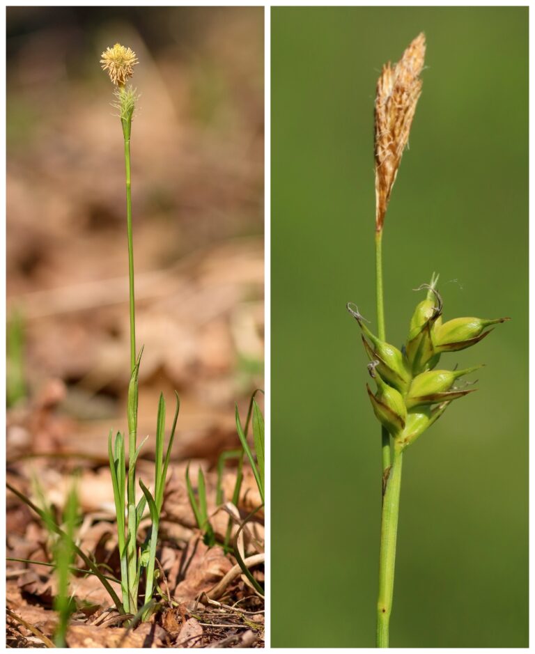 ostřice Micheliova – Carex michelii
