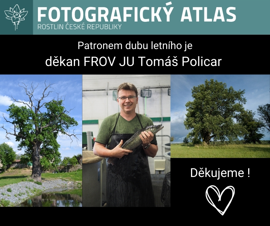 Patron: Tomáš Policar; autoři fotografií: dub letní – J. Velebil (na hrázi Mlýnského rybníka), J. Skořepa (památný dub u Korákova)